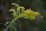 Solidago gigantea Ait.