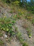 Solidago harrisii Steele