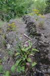 Solidago harrisii Steele
