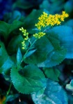 Solidago harrisii Steele