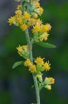 Solidago hispida Muhl. ex Willd. var. hispida