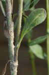 Solidago hispida Muhl. ex Willd. var. hispida