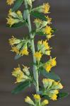 Solidago hispida Muhl. ex Willd. var. hispida