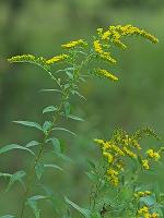 Solidago juncea Ait.