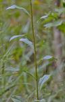 Solidago juncea Ait.