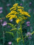Solidago juncea Ait.