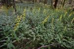 Solidago lancifolia (Torr. & Gray) Chapman