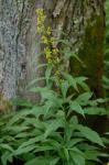 Solidago lancifolia (Torr. & Gray) Chapman