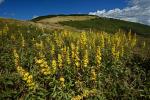Solidago lancifolia (Torr. & Gray) Chapman