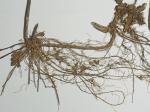 Solidago lancifolia (Torr. & Gray) Chapman