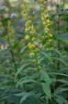 Solidago lancifolia (Torr. & Gray) Chapman