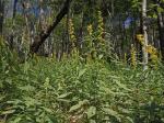 Solidago lancifolia (Torr. & Gray) Chapman