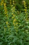 Solidago lancifolia (Torr. & Gray) Chapman
