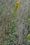 Solidago latissimifolia P. Mill.