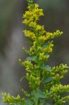 Solidago latissimifolia P. Mill.