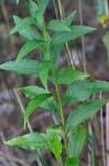 Solidago latissimifolia P. Mill.