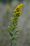 Solidago latissimifolia P. Mill.