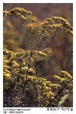 Solidago nemoralis Ait. var. nemoralis