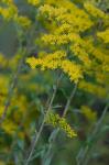 Solidago nemoralis Ait. var. nemoralis