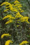Solidago nemoralis Ait. var. nemoralis