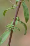 Solidago nemoralis Ait. var. nemoralis