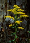 Solidago odora Ait.
