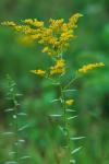 Solidago odora Ait.