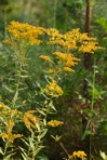 Solidago odora Ait.