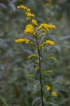 Solidago patula Muhl. ex Willd.