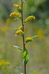Solidago patula Muhl. ex Willd.