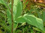 Solidago patula Muhl. ex Willd.
