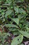 Solidago patula Muhl. ex Willd.