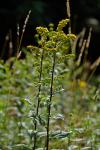 Solidago patula Muhl. ex Willd.