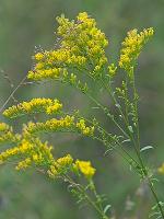 Solidago pinetorum Small
