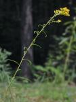 Solidago pinetorum Small