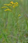Solidago pinetorum Small