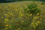 Solidago pinetorum Small
