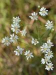 Solidago ptarmicoides (Torrey & A. Gray) B. Boivin