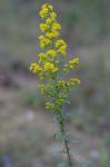 Solidago puberula Nutt.