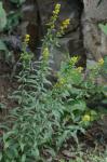 Solidago puberula Nutt.