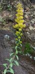 Solidago puberula Nutt.
