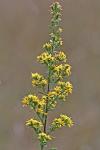 Solidago puberula Nutt.