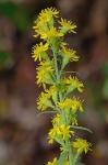 Solidago puberula Nutt.