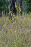Solidago pulverulenta Nutt.