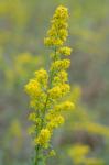 Solidago pulverulenta Nutt.