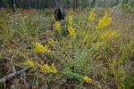 Solidago pulverulenta Nutt.
