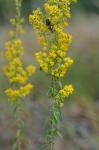 Solidago pulverulenta Nutt.