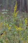 Solidago pulverulenta Nutt.
