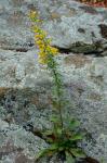 Solidago randii (Porter) Britt.
