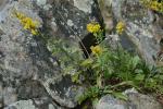 Solidago randii (Porter) Britt.
